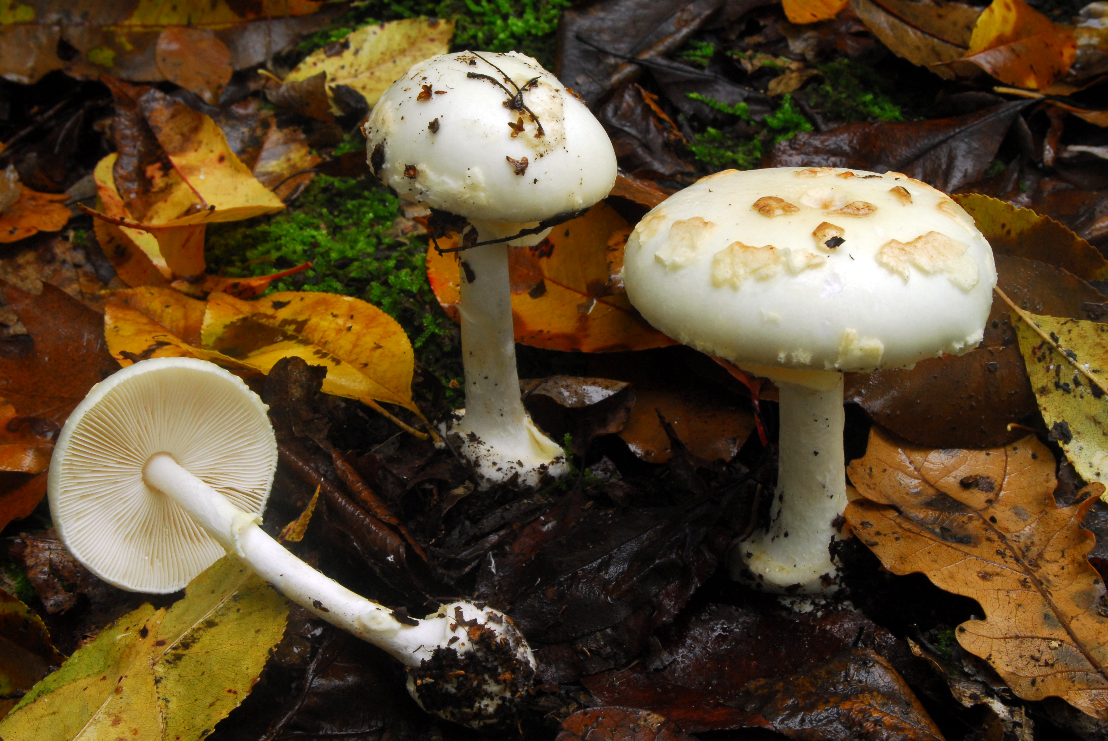Foto Amanita citrina